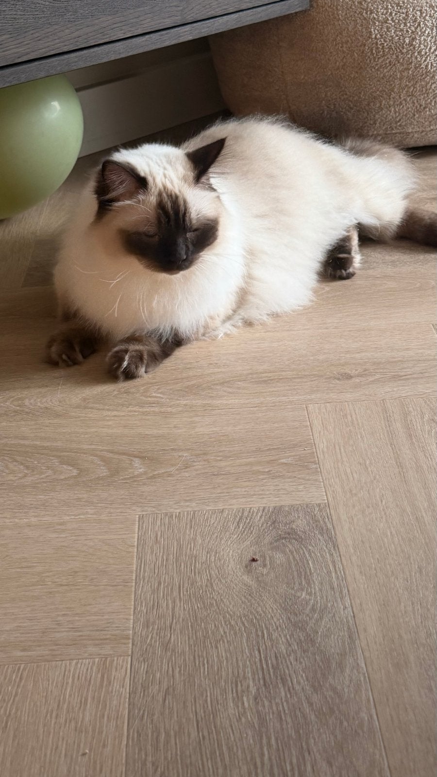 te koop ragdoll blue point en een chocolate point, Poes