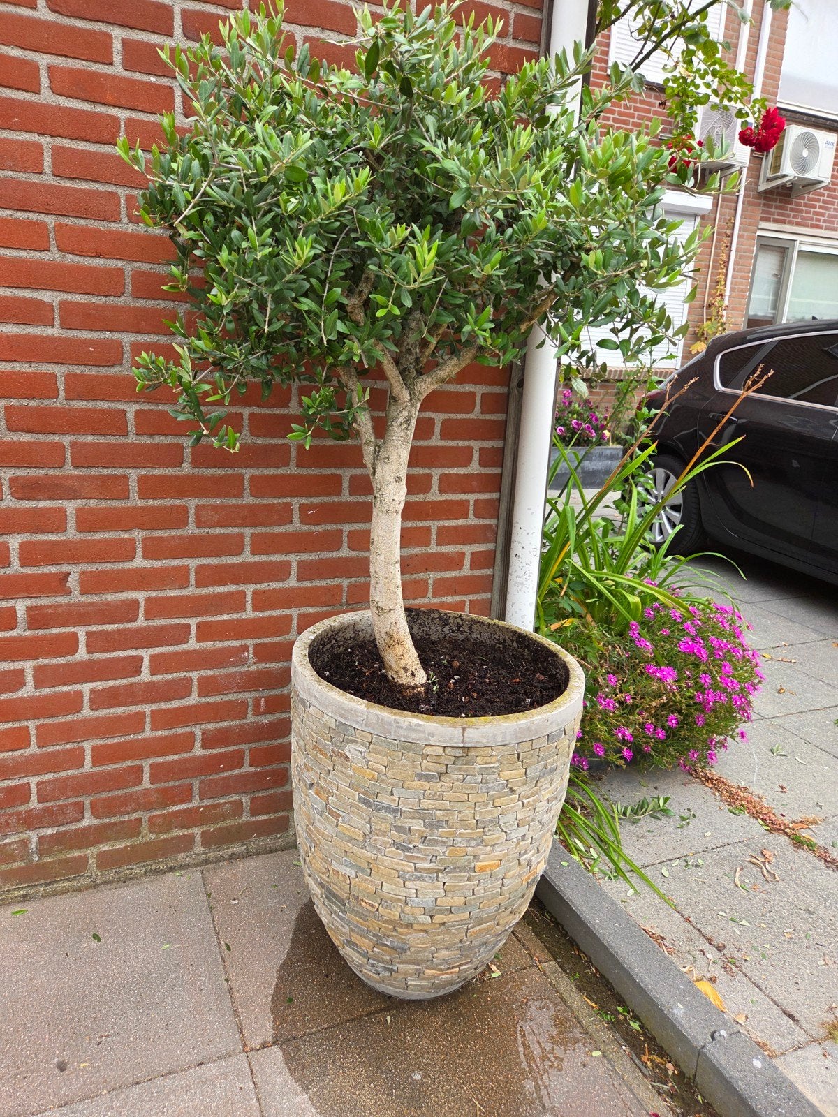 Prachtige olijfbomen in mooie stenen potten, Volle zon, Vaste plant, Ophalen of Verzenden, Fruitplanten