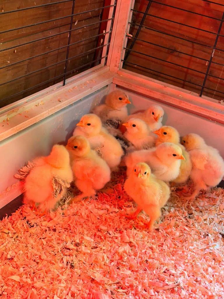 27 brahma kuikens, Dieren en Toebehoren, Meerdere dieren, Kip