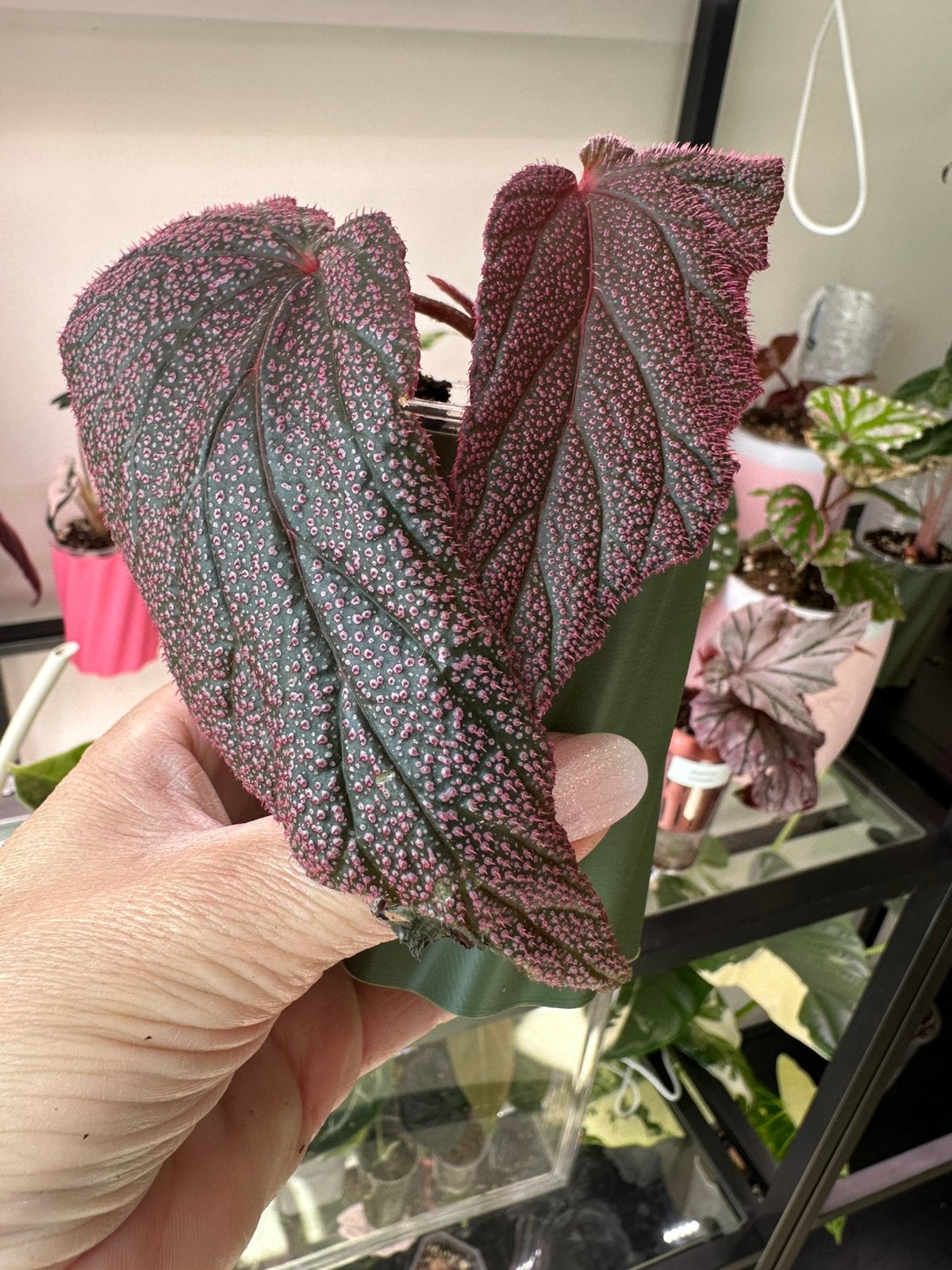 Begonia Morris, Ophalen of Verzenden, Halfschaduw, Minder dan 100 cm
