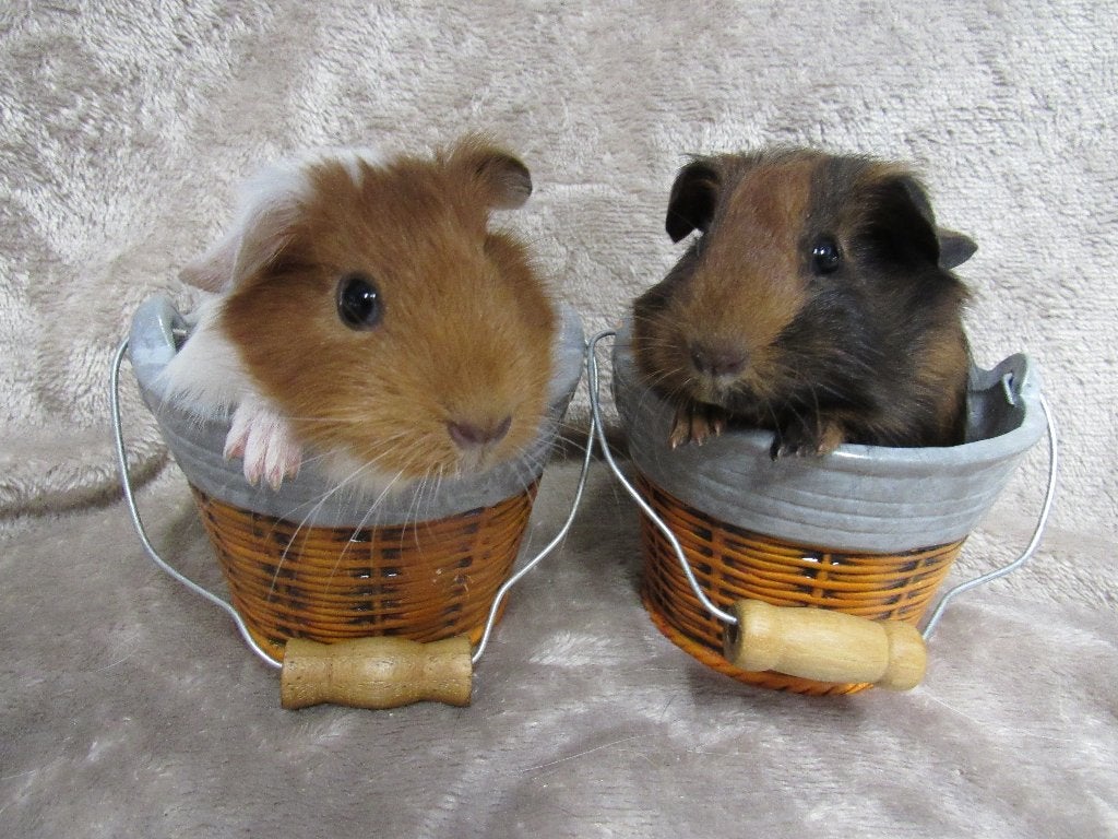 Enkele leuke baby cavia's, Dieren en Toebehoren, Juli, Meerdere dieren, Cavia