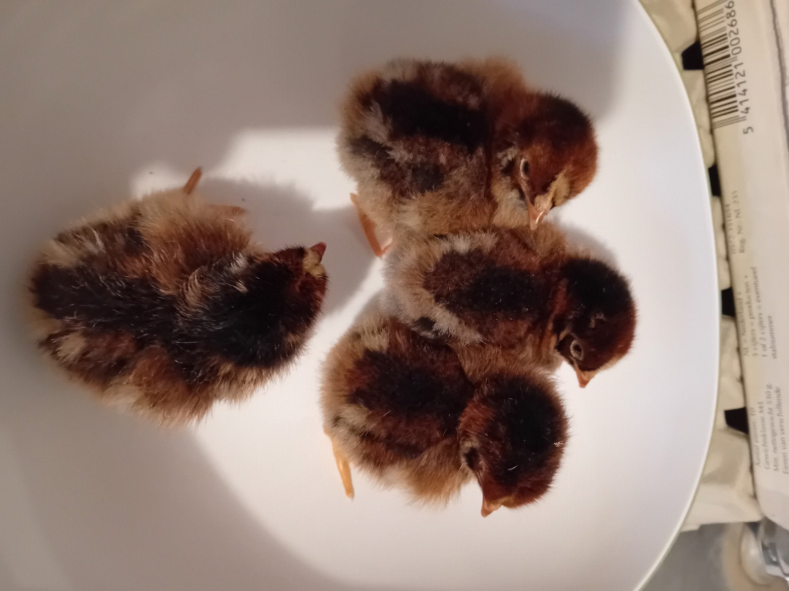 jonge kuikens te koop van de Barneveldse kippen dubbel gezoo, Geslacht onbekend, Kip