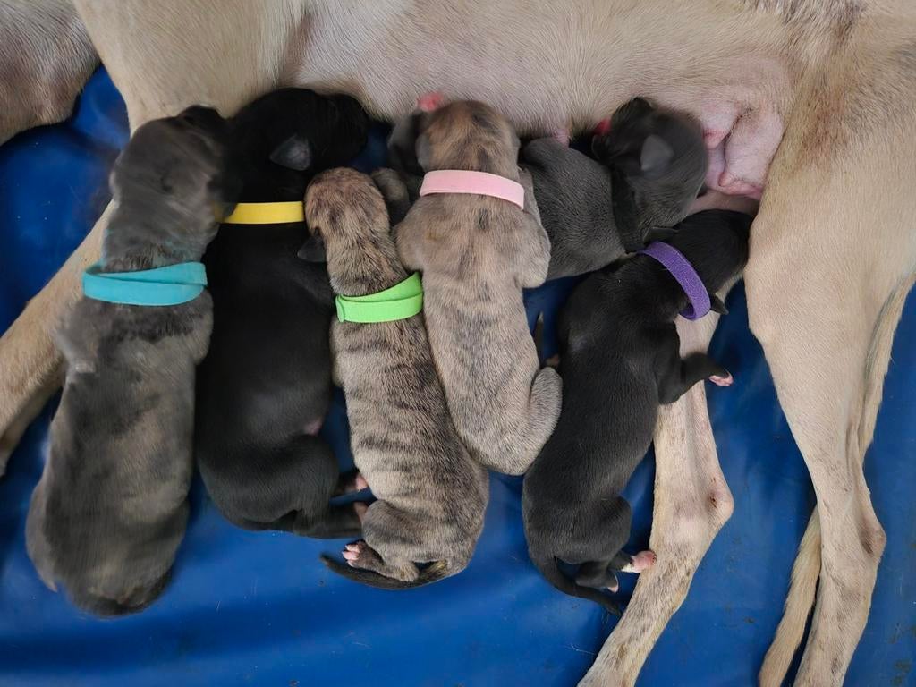 Whippets pups tekoop, Dieren en Toebehoren, Whippet, 8 tot 15 weken, Meerdere, Meerdere dieren