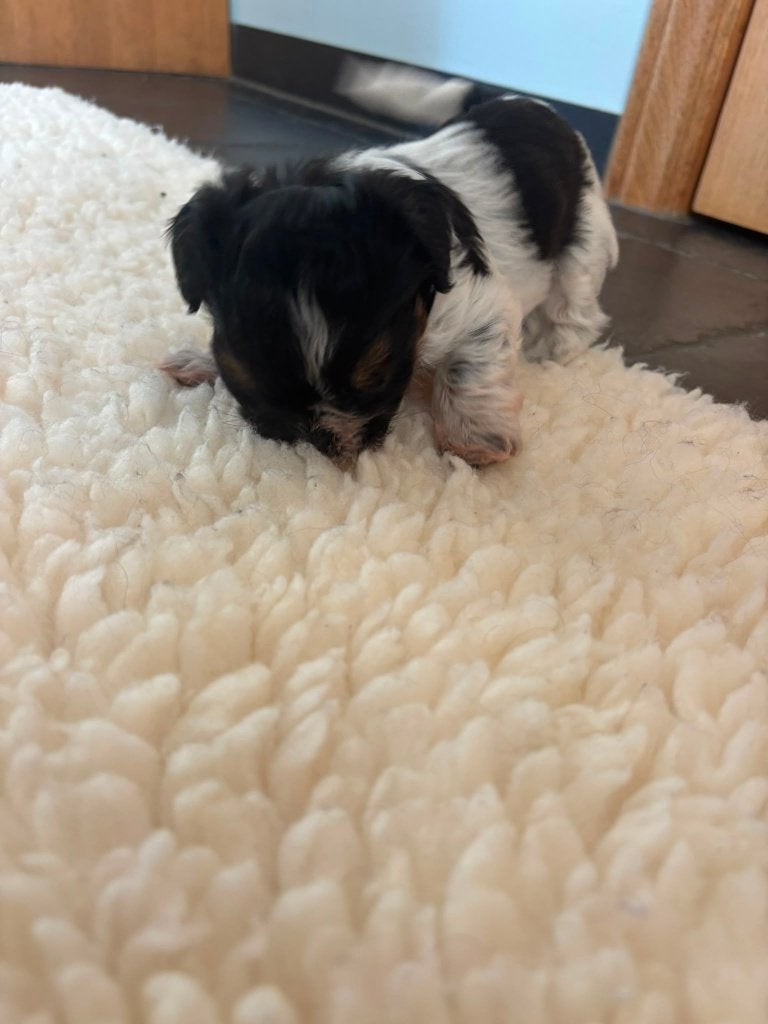 puppies, Overige rassen, 8 tot 15 weken, Parvo, Meerdere
