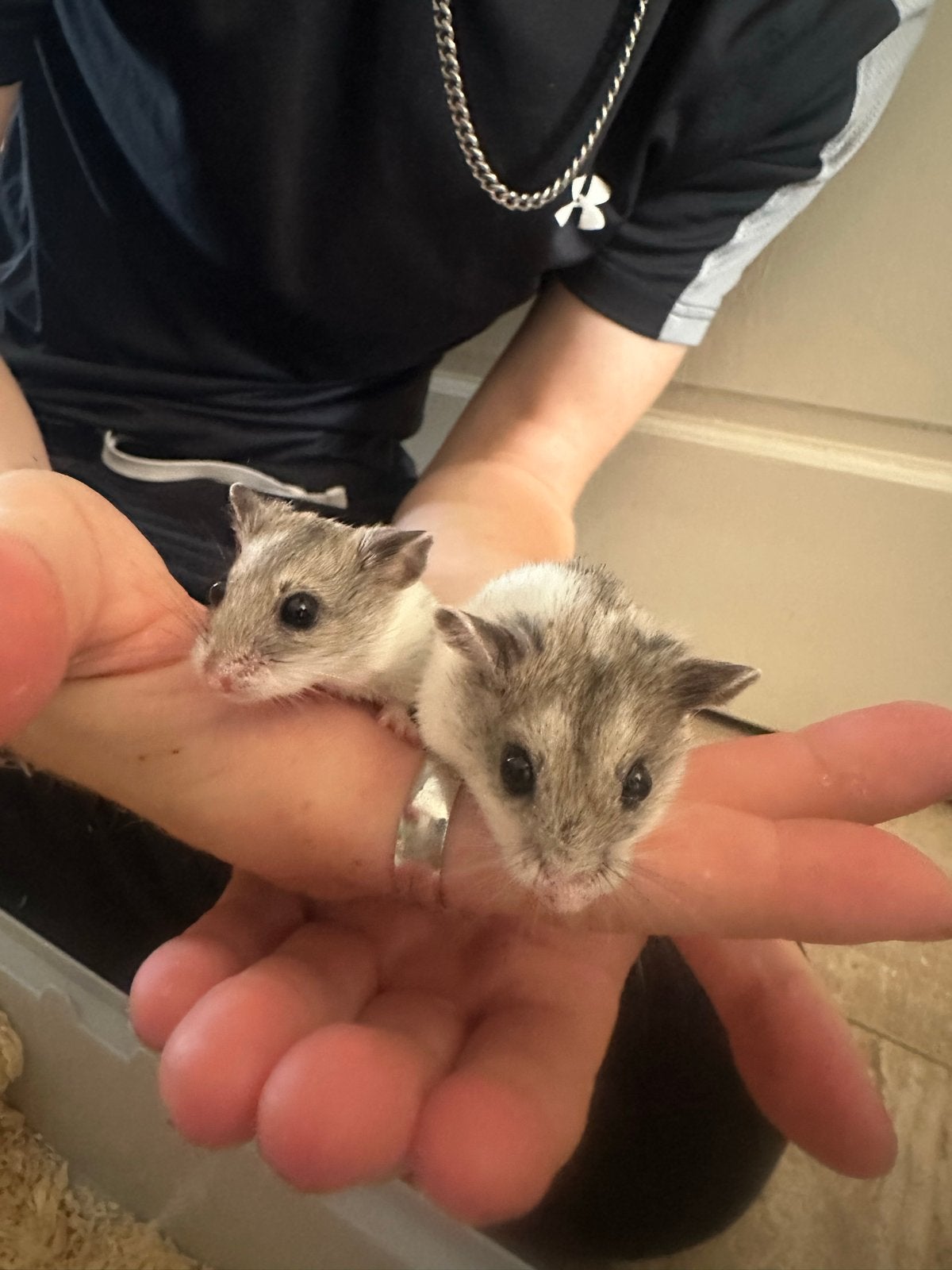 Dwerg hamsters, Dieren en Toebehoren, Hamster, Juni, Meerdere dieren, Tam