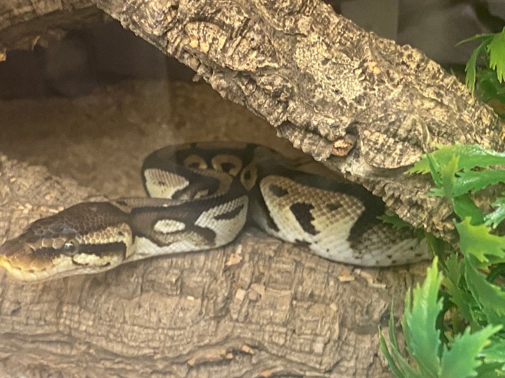 konings python, Slang, 3 tot 6 jaar