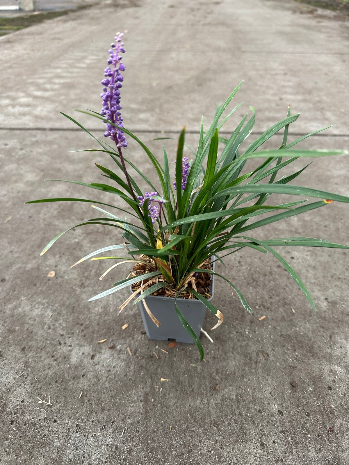 Liriope 'Moneymaker' p9 - Leliegras, Bodembedekkers, Vaste plant, Ophalen of Verzenden, Halfschaduw