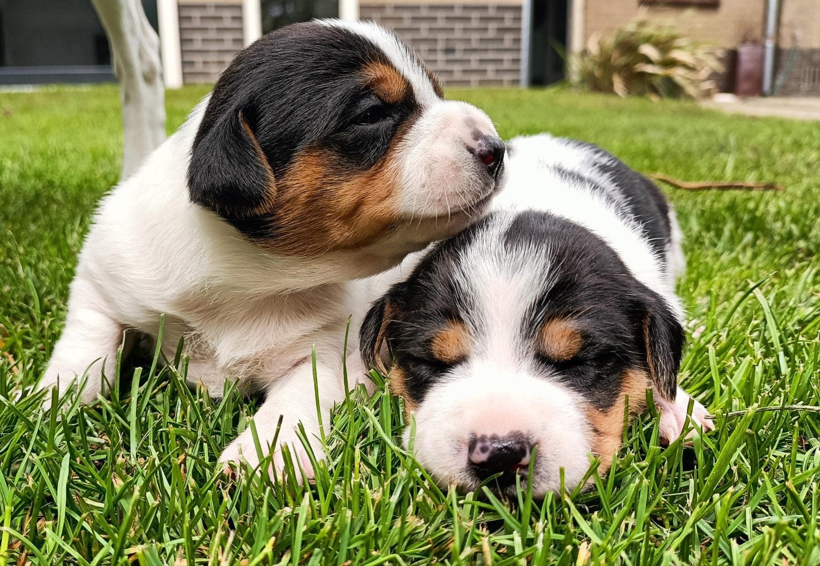 Prachtige driekleurige Boerenfox pups | Reutjes en teefjes, 8 tot 15 weken, Parvo, Meerdere, Meerdere dieren