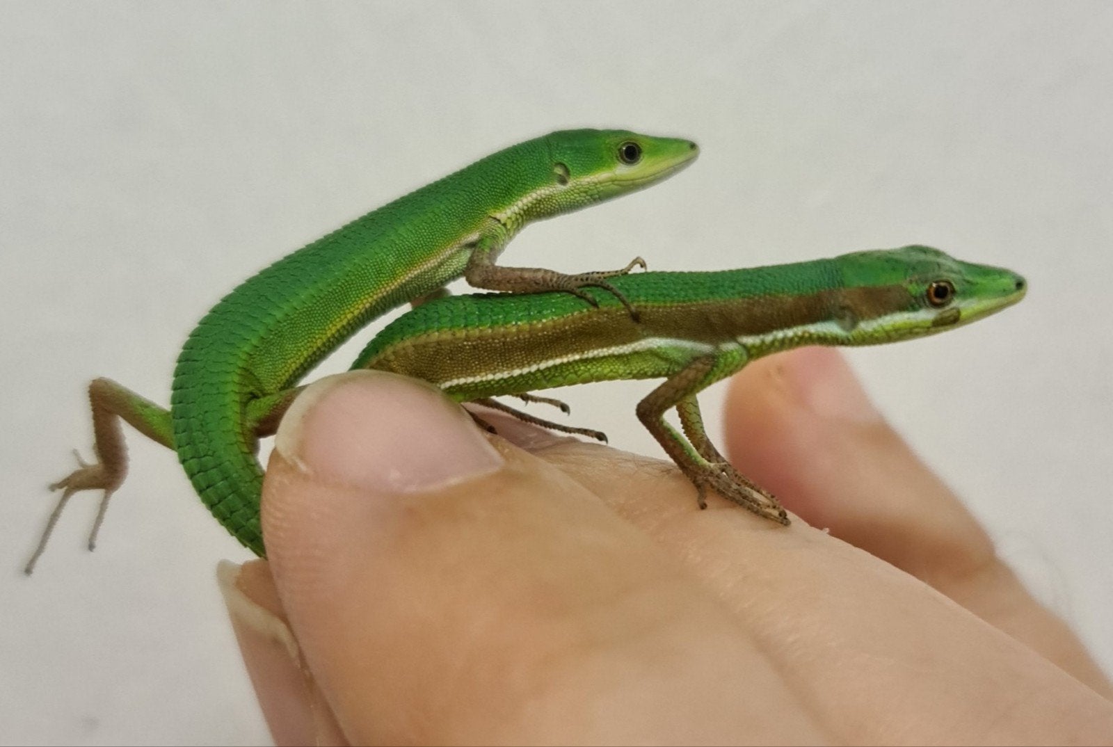 Takydromus smaragdinus + dorsalis / groene langstaarthagedis, Hagedis, 0 tot 2 jaar
