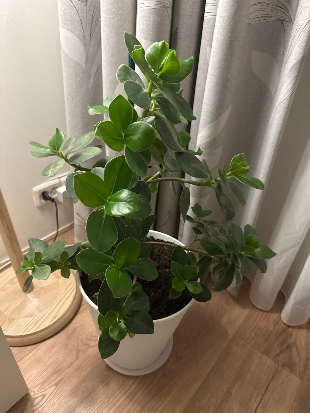 Mooie groene kamerplant in pot, Ophalen, Overige soorten, Halfschaduw, In pot