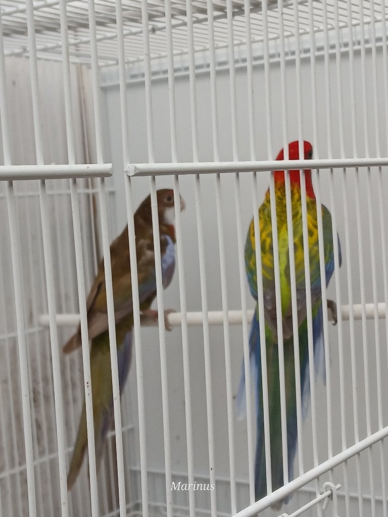 Kweekpaar mutatie pracht rosella, Meerdere dieren, Parkiet, Geringd