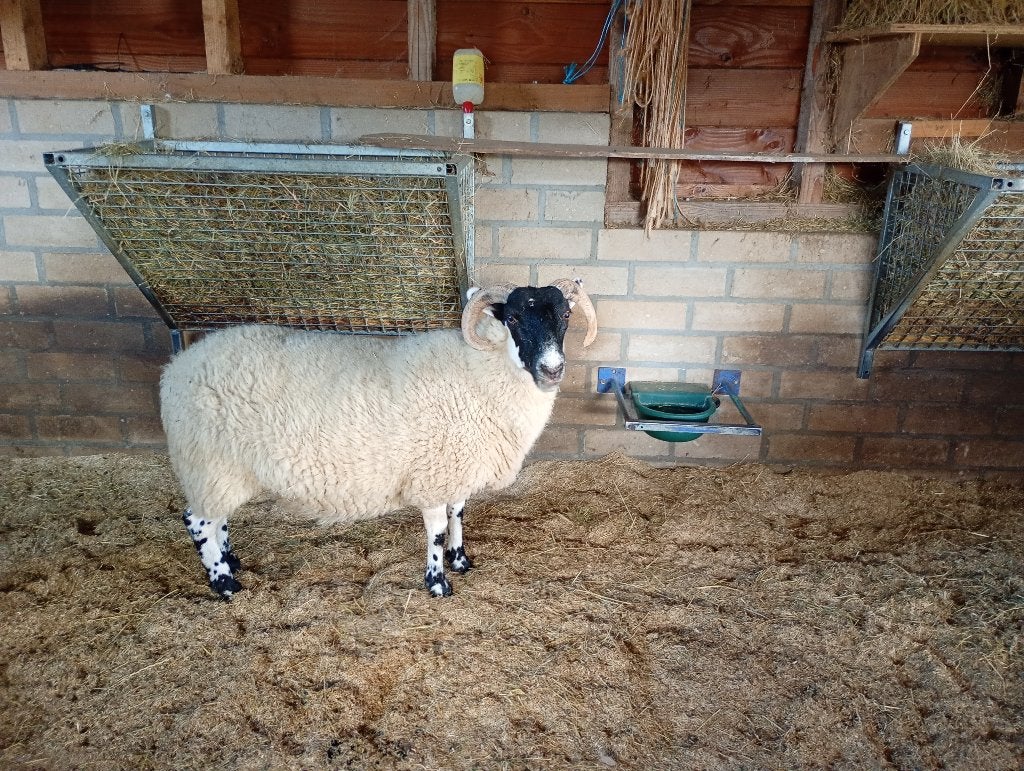 Scottish Blackface ooi/ooilammeren te koop, Dieren en Toebehoren, Vrouwelijk, Schaap, 0 tot 2 jaar