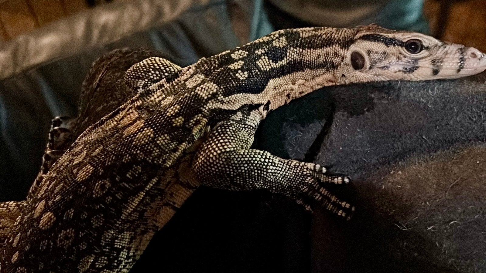 Sumbawa Varanus Salvator Monitor Lizard photo 2