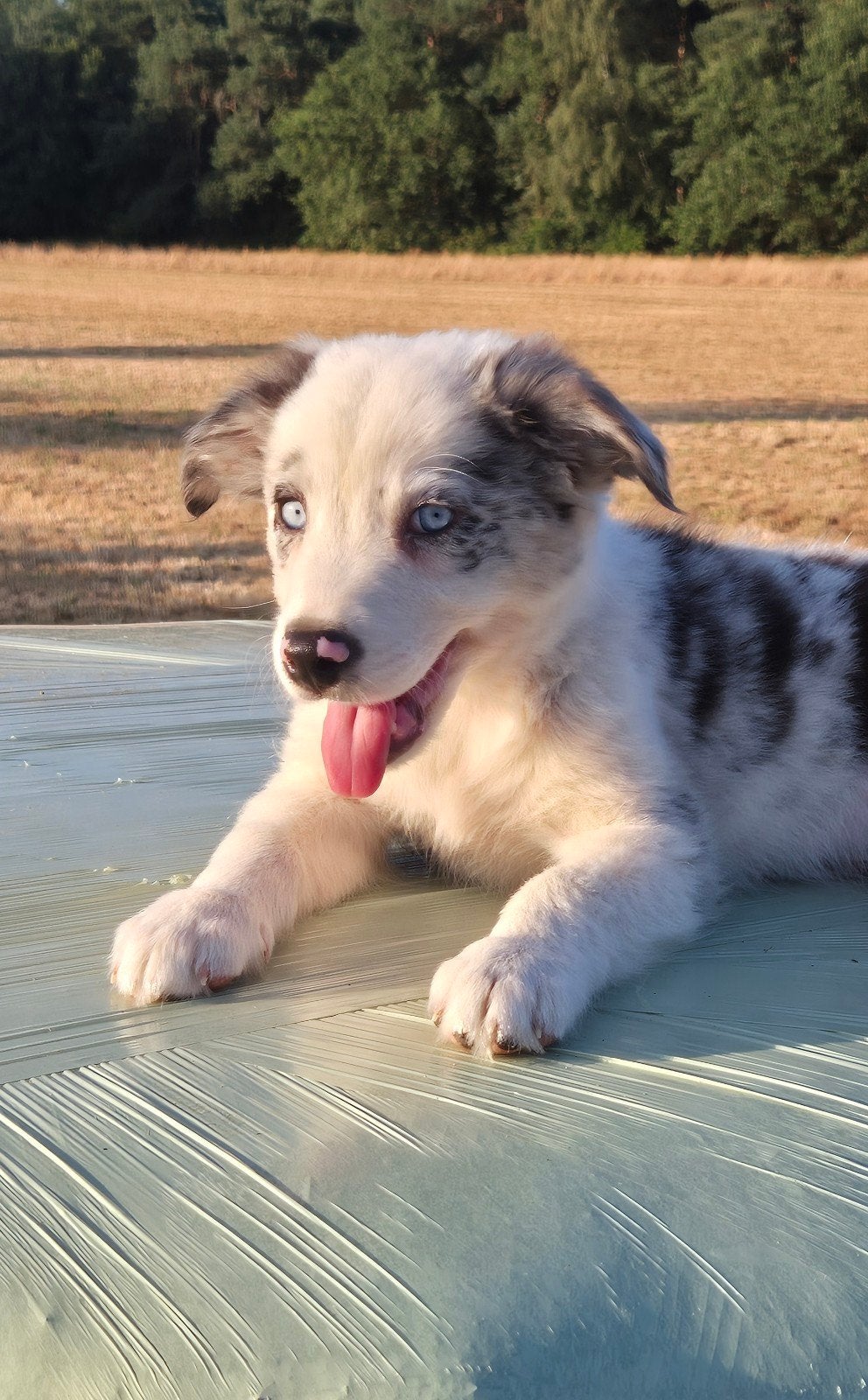 Nog 1 super leuke Border collie x Australian shepherd pup, Parvo, 8 tot 15 weken, Meerdere, Meerdere dieren