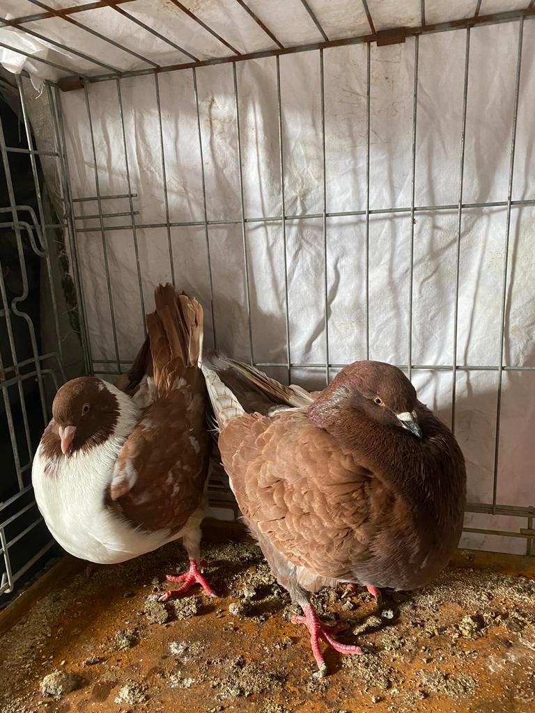 Te koop engelse modena’s, Dieren en Toebehoren, Meerdere dieren, Overige soorten