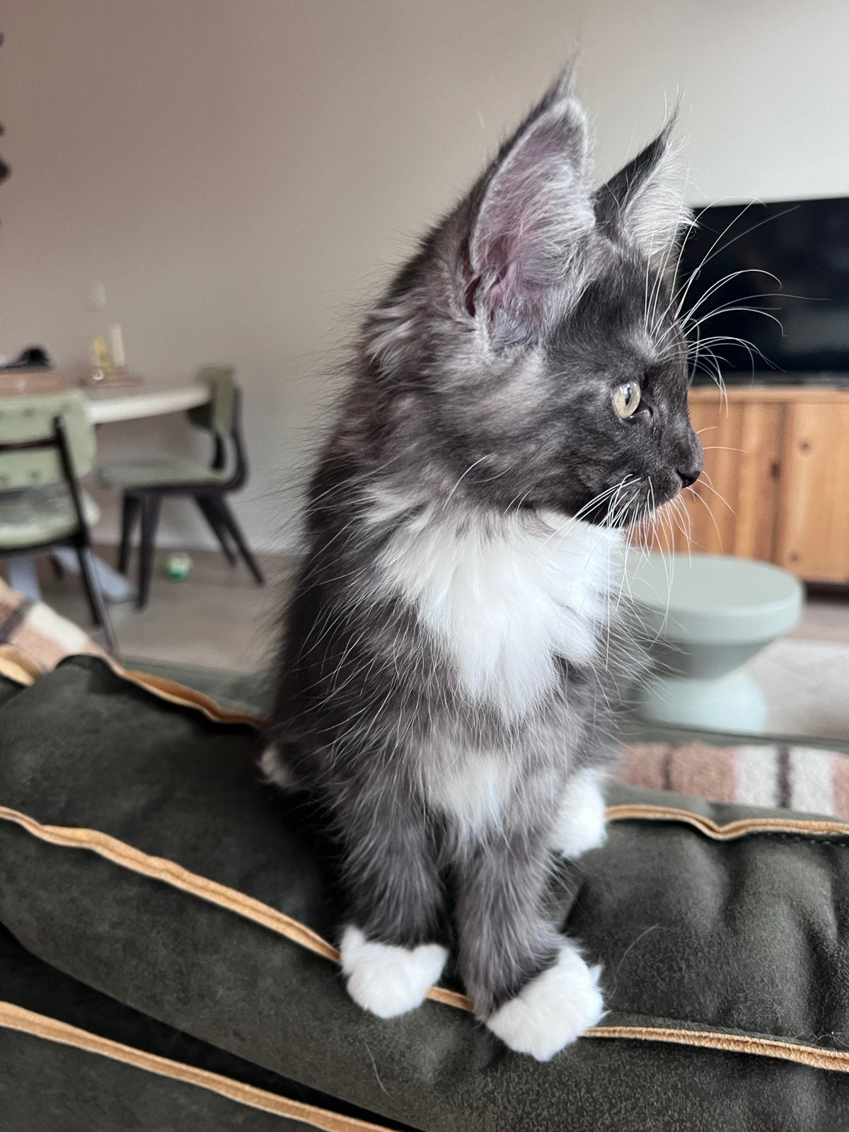 Prachtige Maine Coon kittens 🩷🩷💙, Dieren en Toebehoren, Meerdere dieren, Ontwormd
