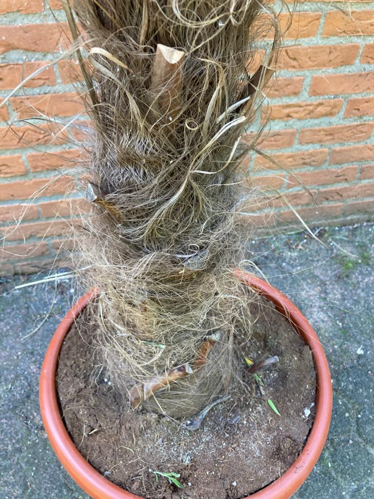 Chamaerops excelsa - Winterharde Palmboom 190 cm, Tuin en Terras, Planten | Tuinplanten, Overige soorten, Volle zon, Vaste plant