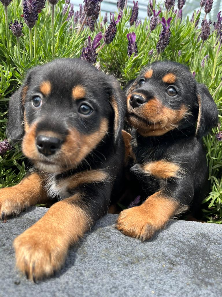 Mooie teckel  mix, Dieren en Toebehoren, Nederland, Parvo, Overige rassen, 8 tot 15 weken