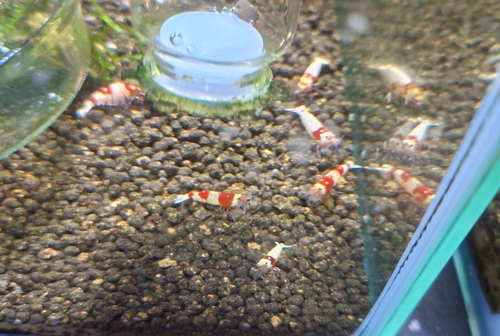 Crystal Red, Dieren en Toebehoren, Vissen | Aquariumvissen, Kreeft, Krab of Garnaal