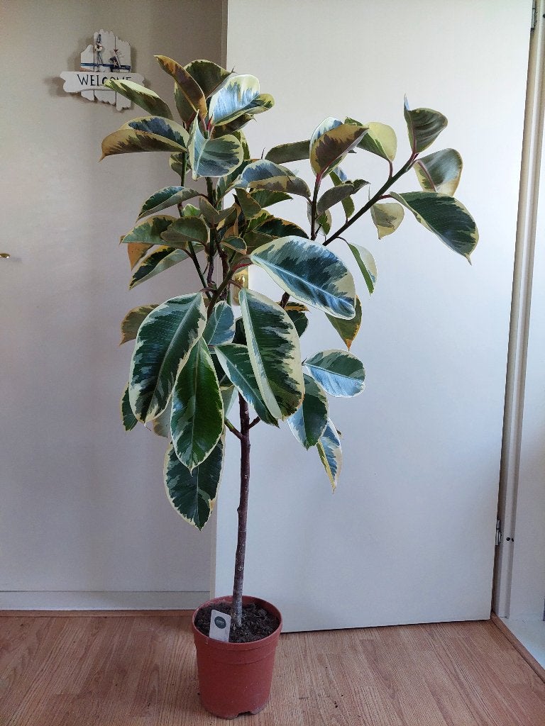Ficus Elastica Tineke (op stam)-Rubberboom/Rubberplant 130cm, Huis en Inrichting, Kamerplanten, Ophalen, Ficus, 100 tot 150 cm
