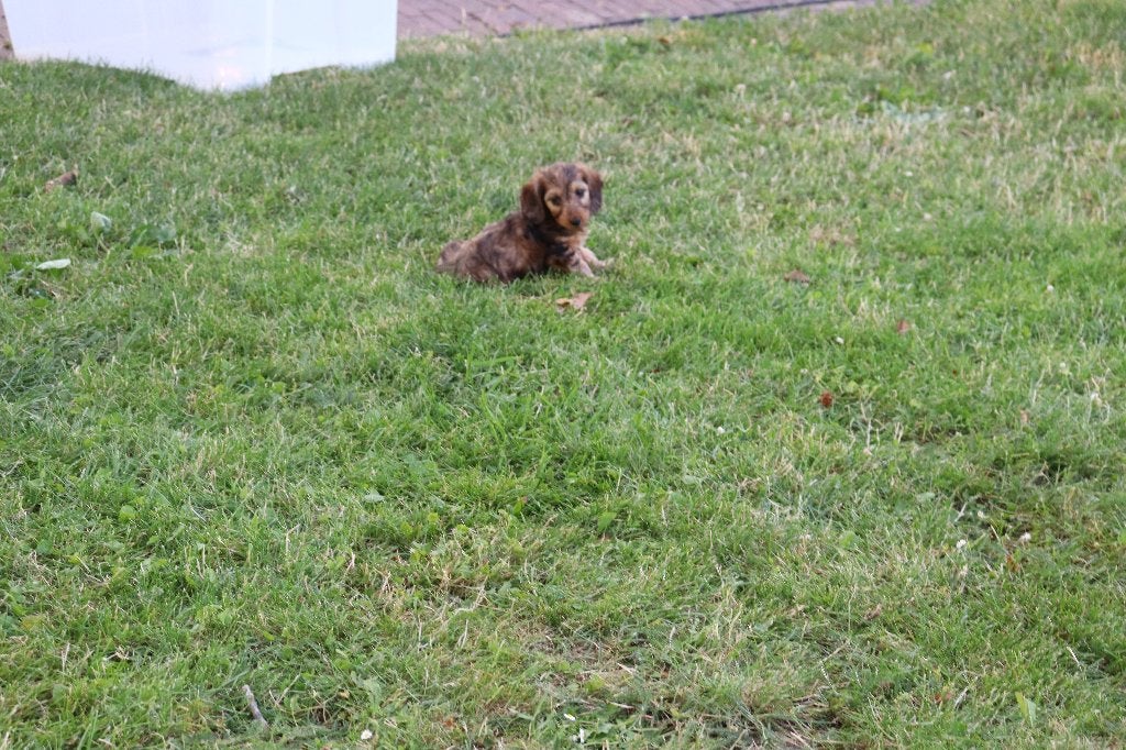 Knappe teckel pups te koop, Standaard, Nederland, 8 tot 15 weken, Korthaar