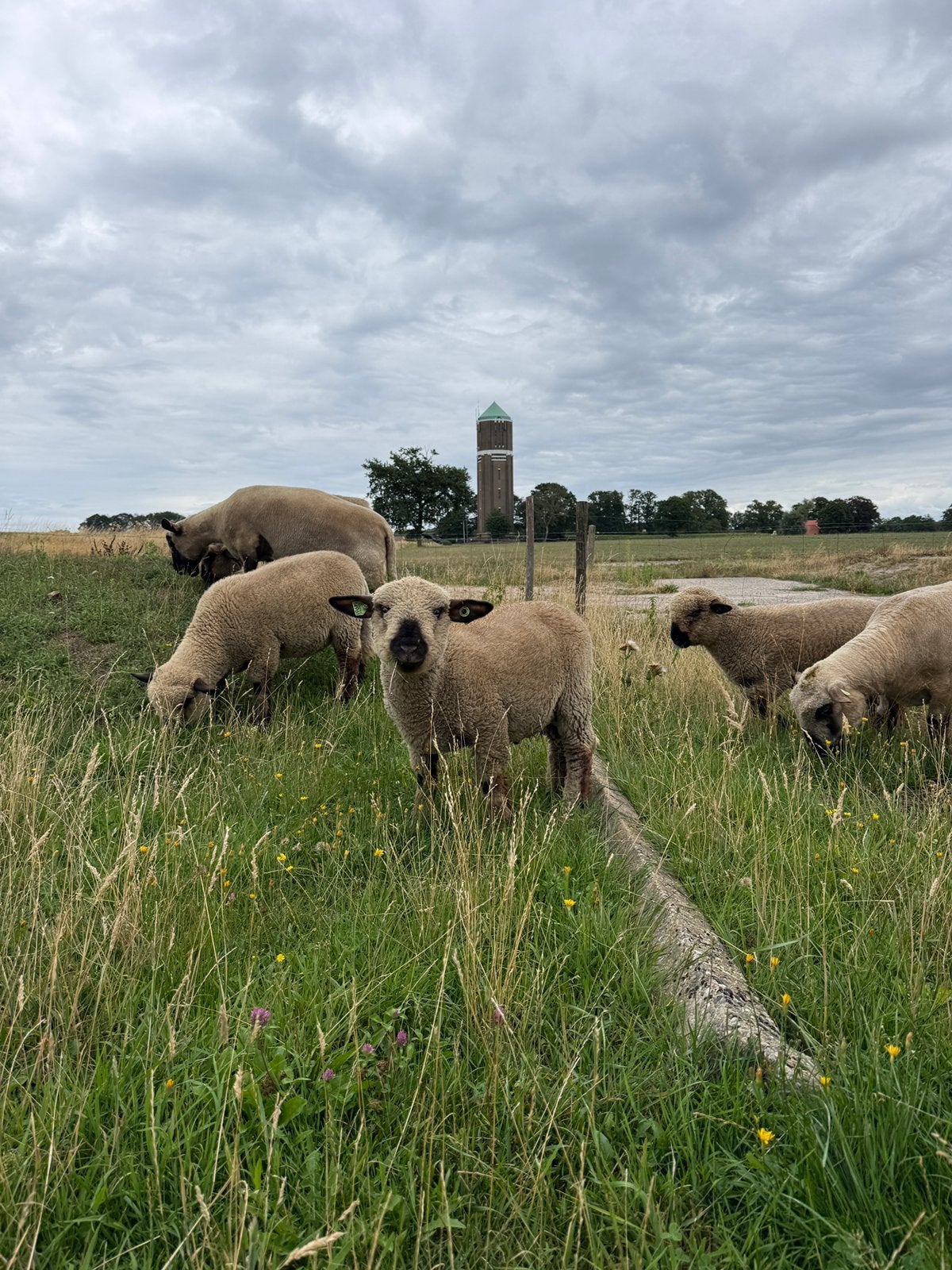 Hampshire down ram lam, Mannelijk, 0 tot 2 jaar