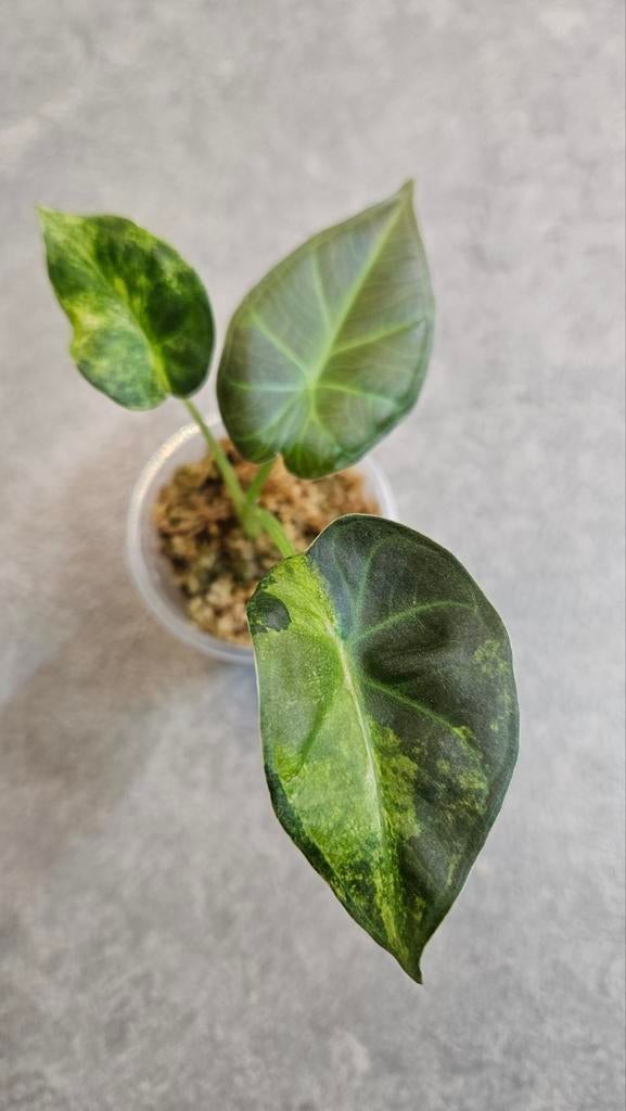 Alocasia Regal Shield Aurea/Gold/GoG, Ophalen of Verzenden, Halfschaduw, Minder dan 100 cm