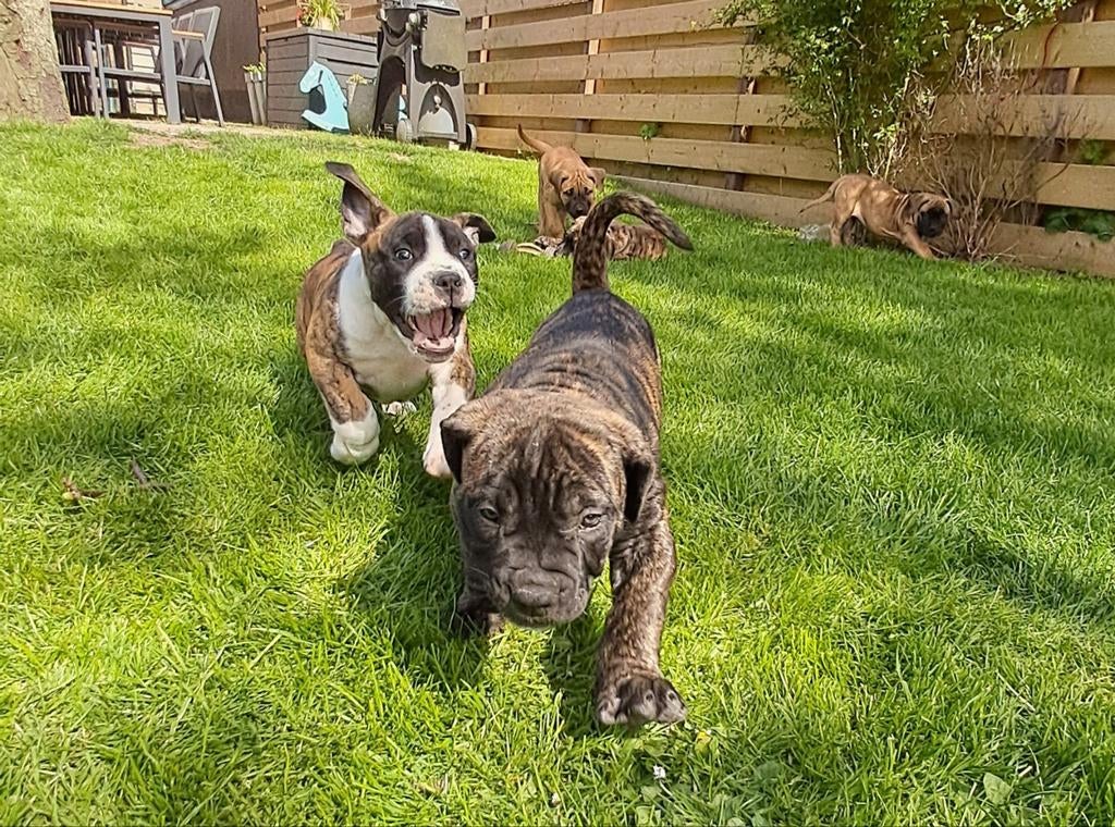 Boerboel pups met SABBS stamboom, Parvo, Overige rassen, 8 tot 15 weken, Meerdere