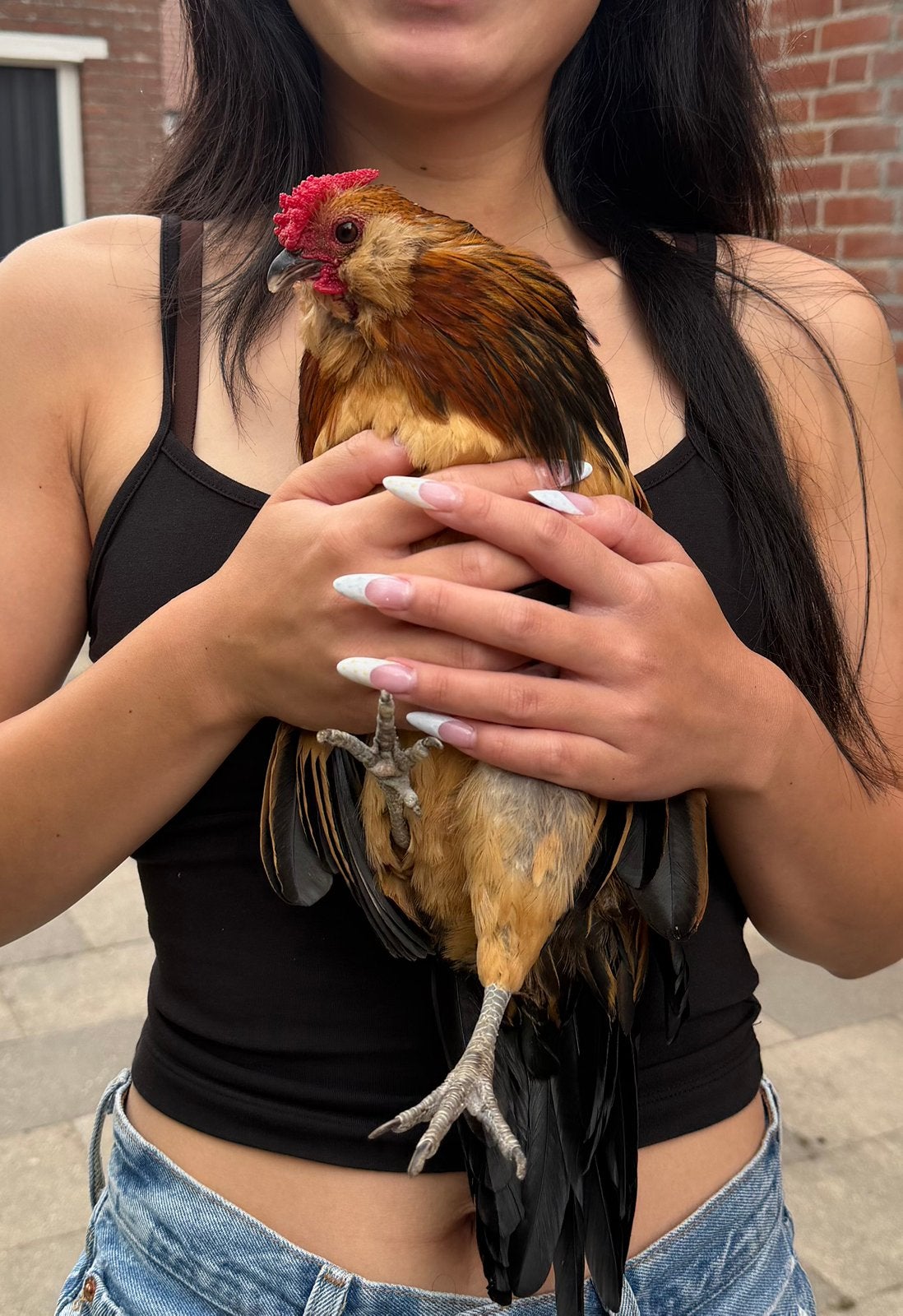 Daffie de Antwerpse baardkriel haan, Mannelijk, Kip