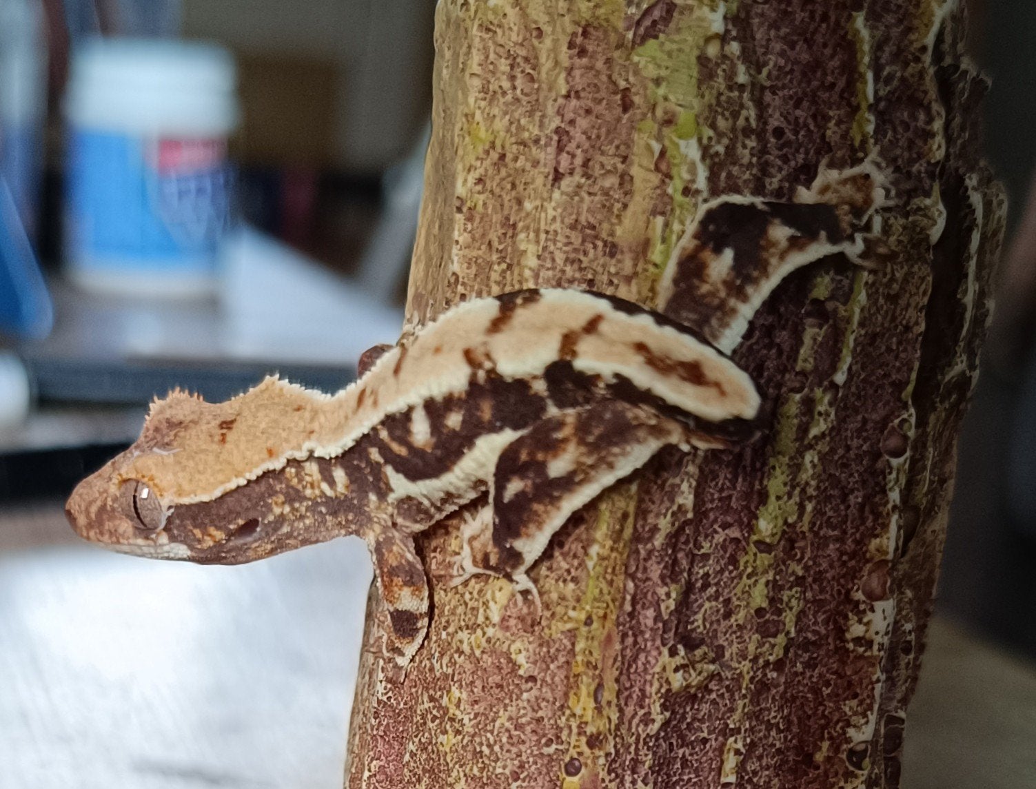 Wimpergekko baby Lilly white Crested Gecko photo 4
