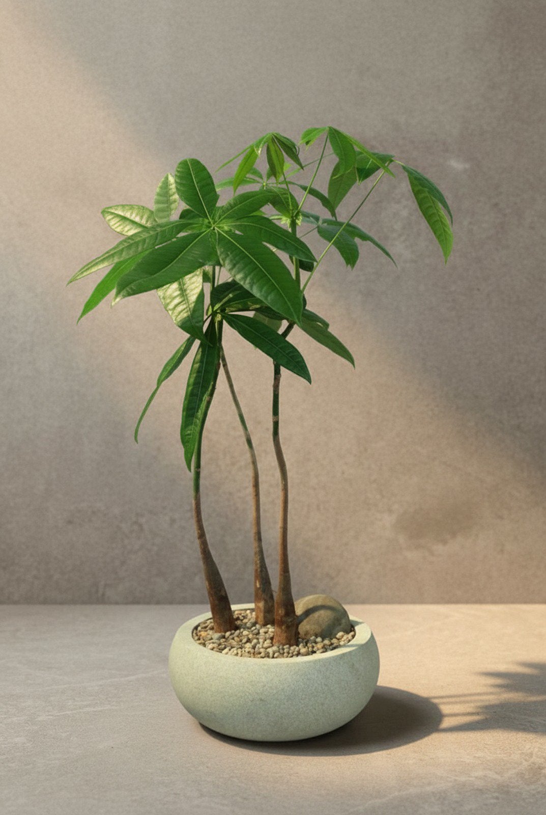 Pachira – uniek design vloerstuk | STAMSTUK, Ophalen, Halfschaduw, Minder dan 100 cm