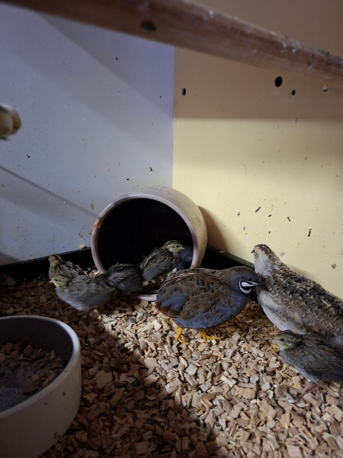 chinese kwartel natuurbroed, Dieren en Toebehoren, Meerdere dieren