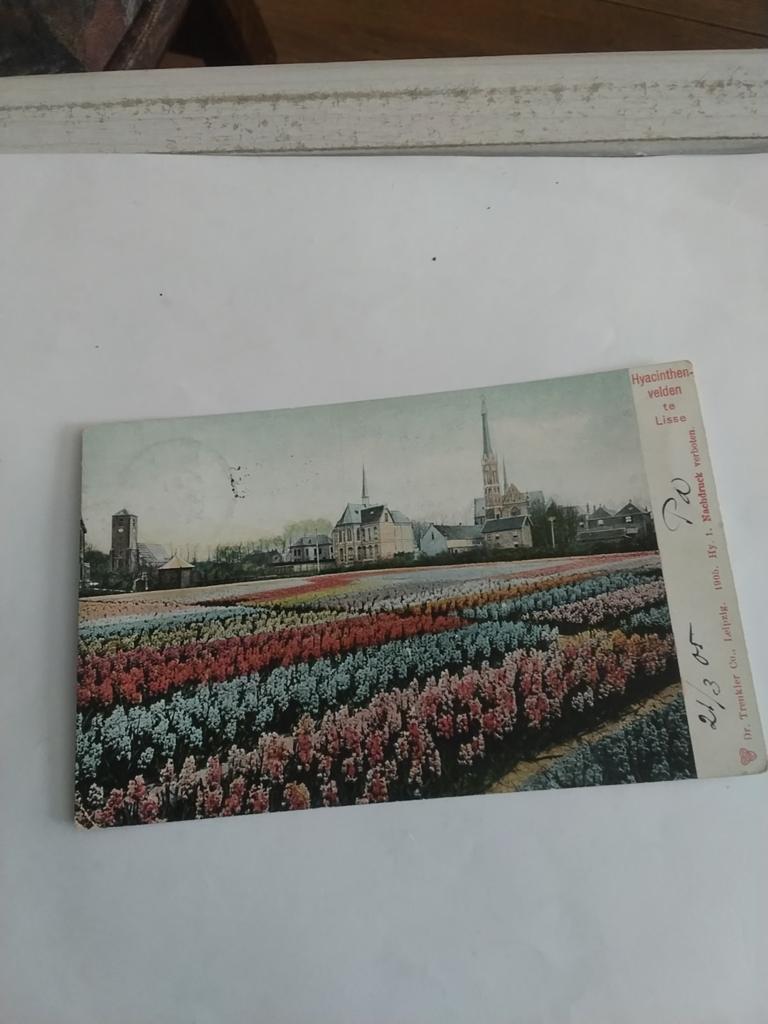 LISSE. 1905. HYACINTHENVELDEN, Ophalen of Verzenden, Voor 1920, Zuid-Holland