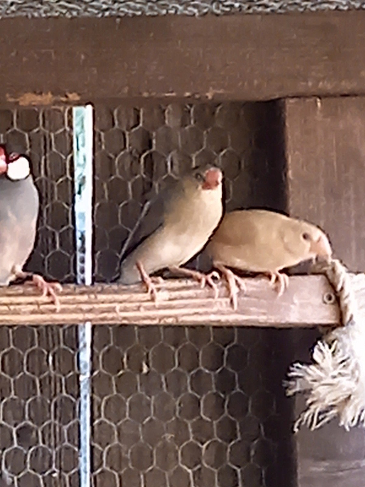 jonge mokka Rijstvogel, Dieren en Toebehoren, Vogels | Overige Vogels, Geslacht onbekend, Tropenvogel