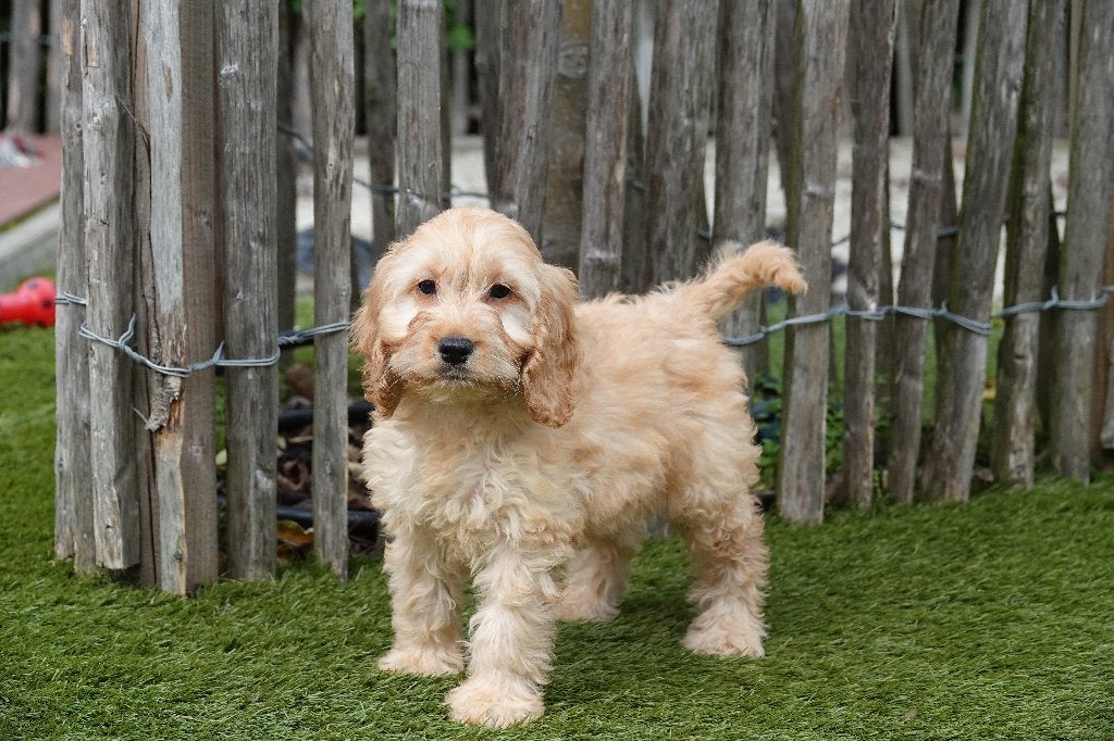 Prachtige Abrikoze en Sable Cockapoo pups (geteste ouders), België, Overige rassen, CDV (hondenziekte), 8 tot 15 weken