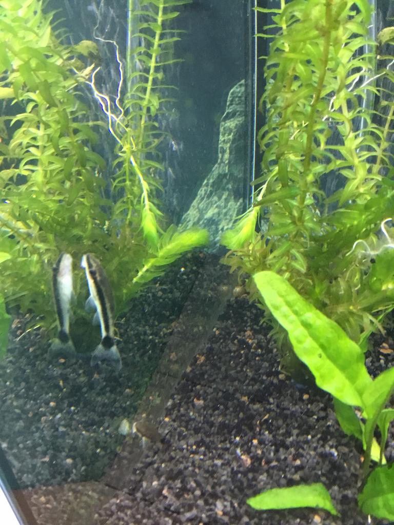 Otocinclus algeneter 2 stuks., Dieren en Toebehoren, Vissen | Aquariumvissen, Vis