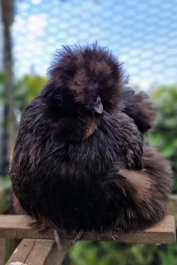 1+10 mei  🐥🐥💯Usa zijdehoen hennen kuikens zijdehoenders, Dieren en Toebehoren, Pluimvee, Kip, Vrouwelijk