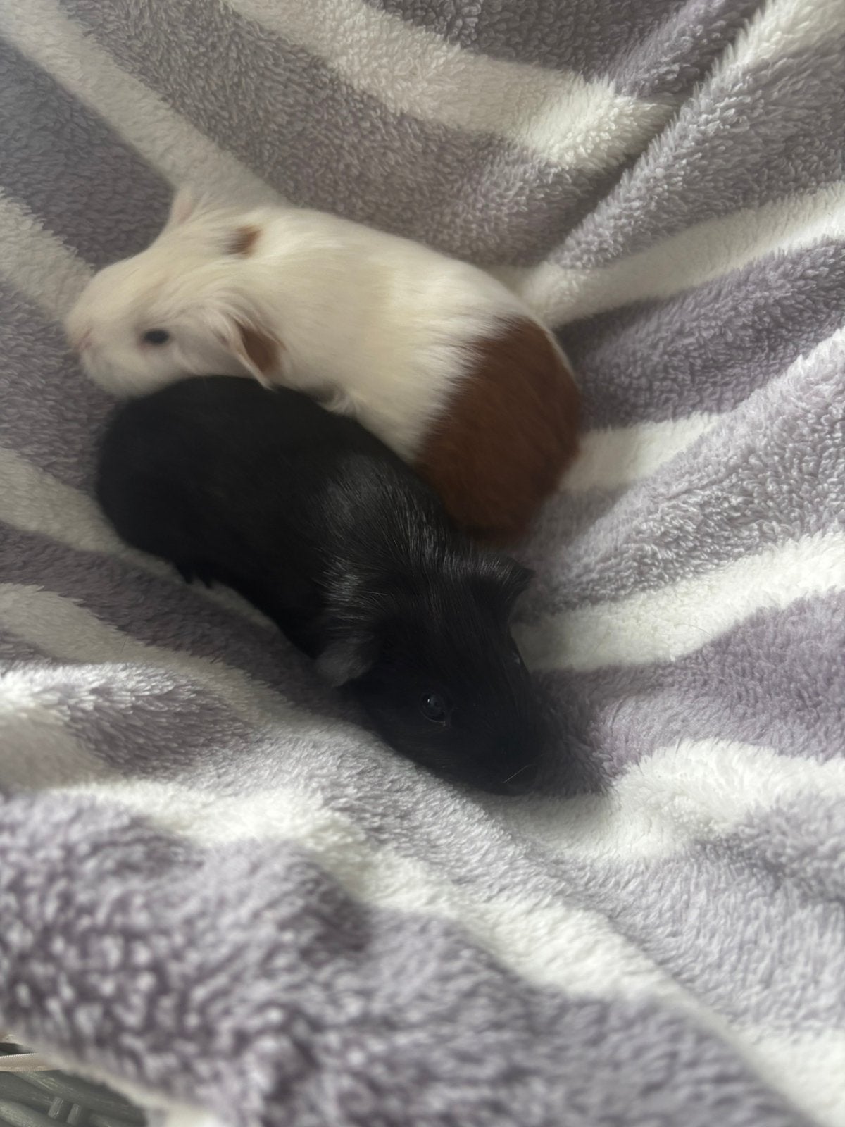 2 lieve cavia beertjes 4 weken oud, Dieren en Toebehoren, Knaagdieren, Mannelijk, Cavia, Juni