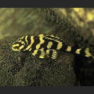 L168 xxl - Butterfly Pleco - algeneter-Koidream Valburg, Dieren en Toebehoren, Vis, Zoetwatervis