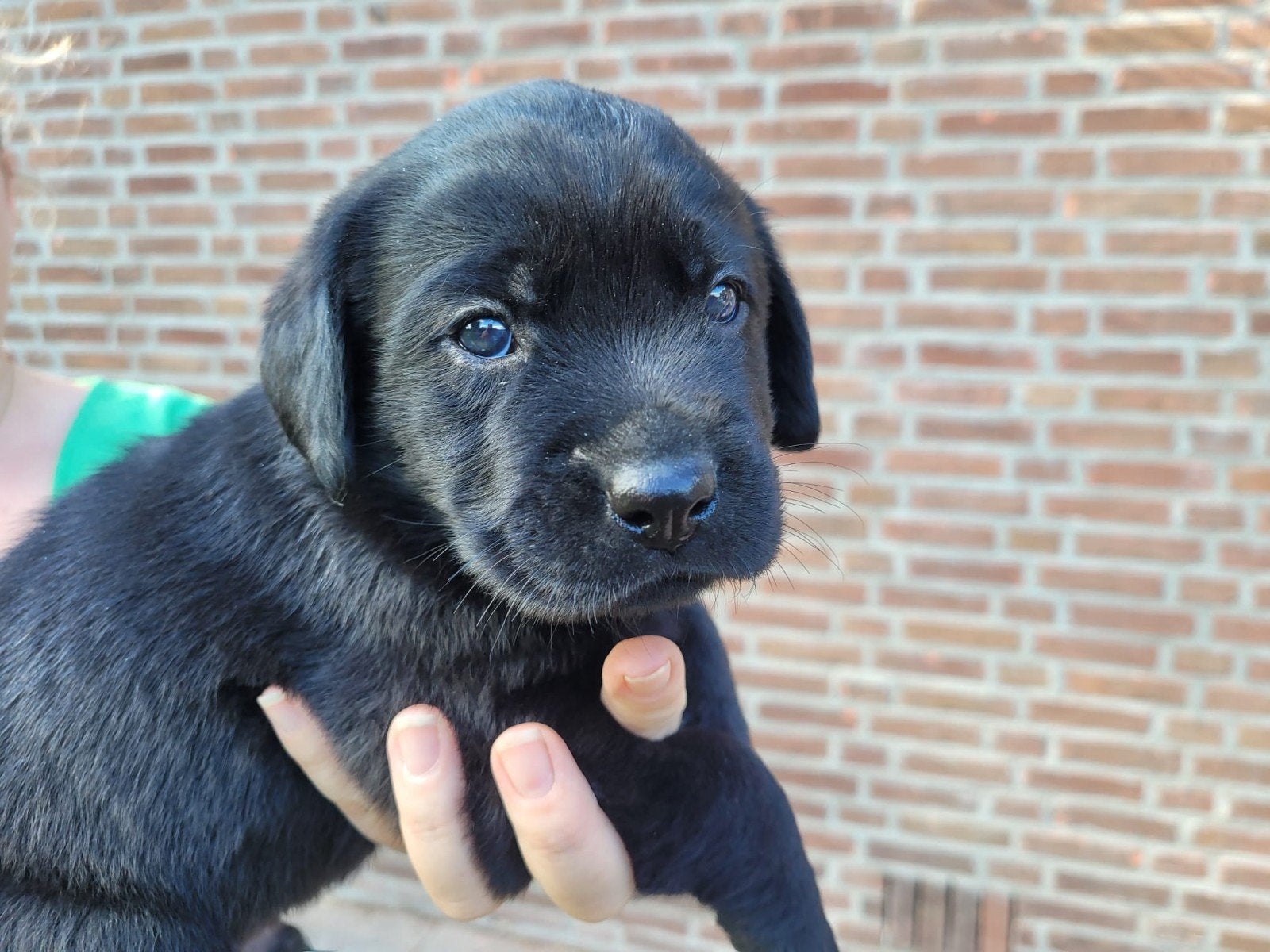 Puppys Labrador x Toller, 8 tot 15 weken, Labrador retriever, Meerdere, Meerdere dieren