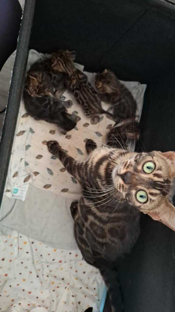Raszuivere Bengaal Kittens Met Stamboom, Meerdere dieren, Met stamboom, 0 tot 2 jaar
