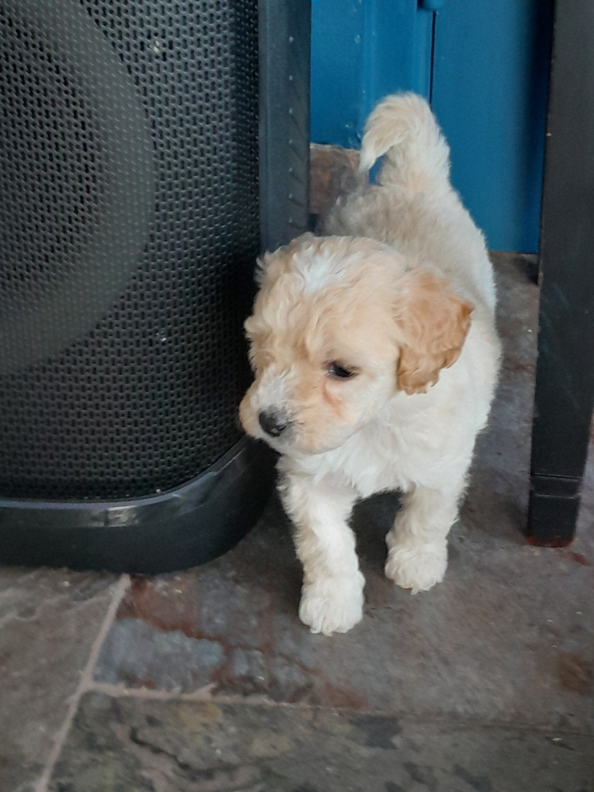 mini labradoodle pups, Parvo, 8 tot 15 weken, Meerdere, Meerdere dieren