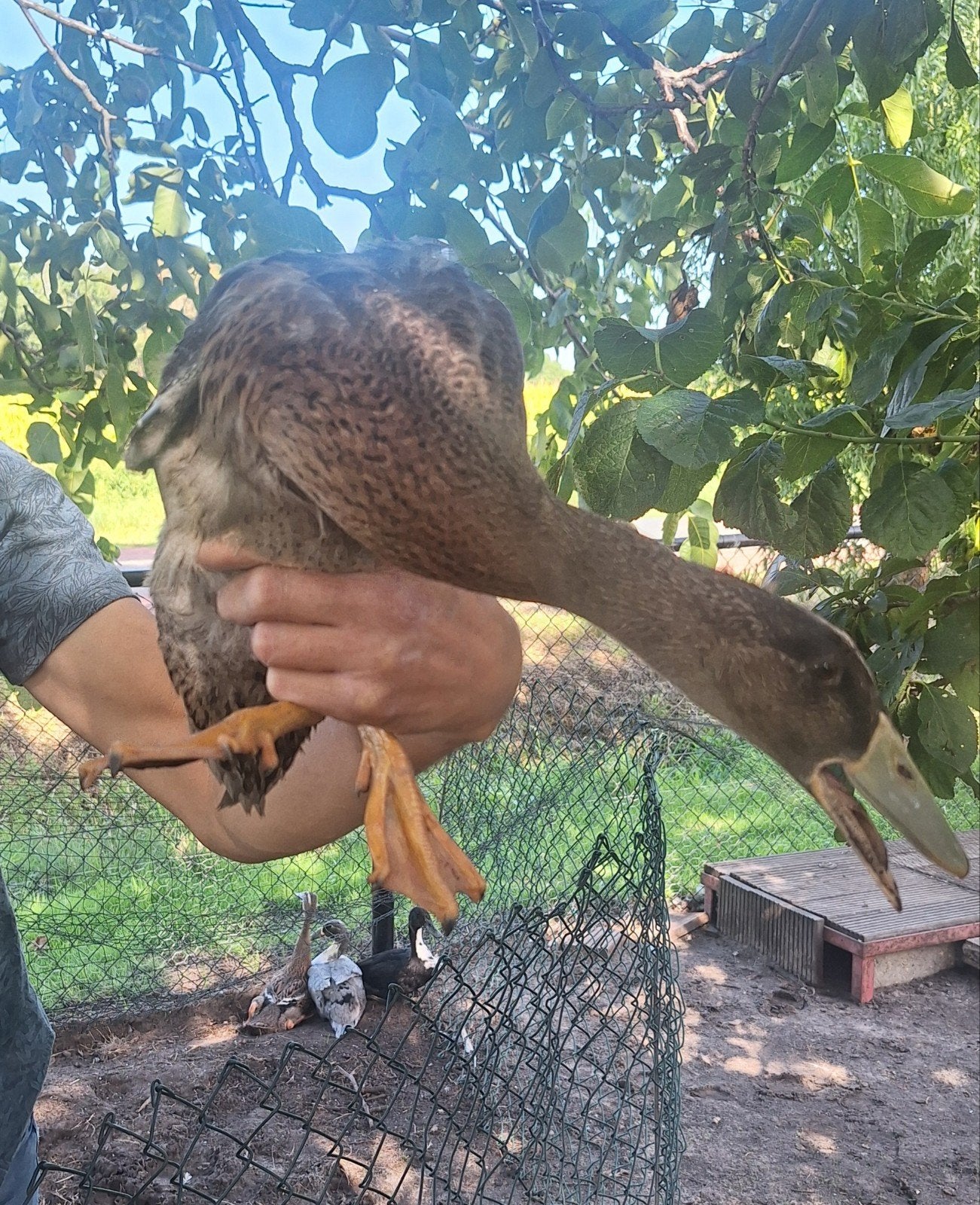 loopeenden woerden, Dieren en Toebehoren, Mannelijk, Eend