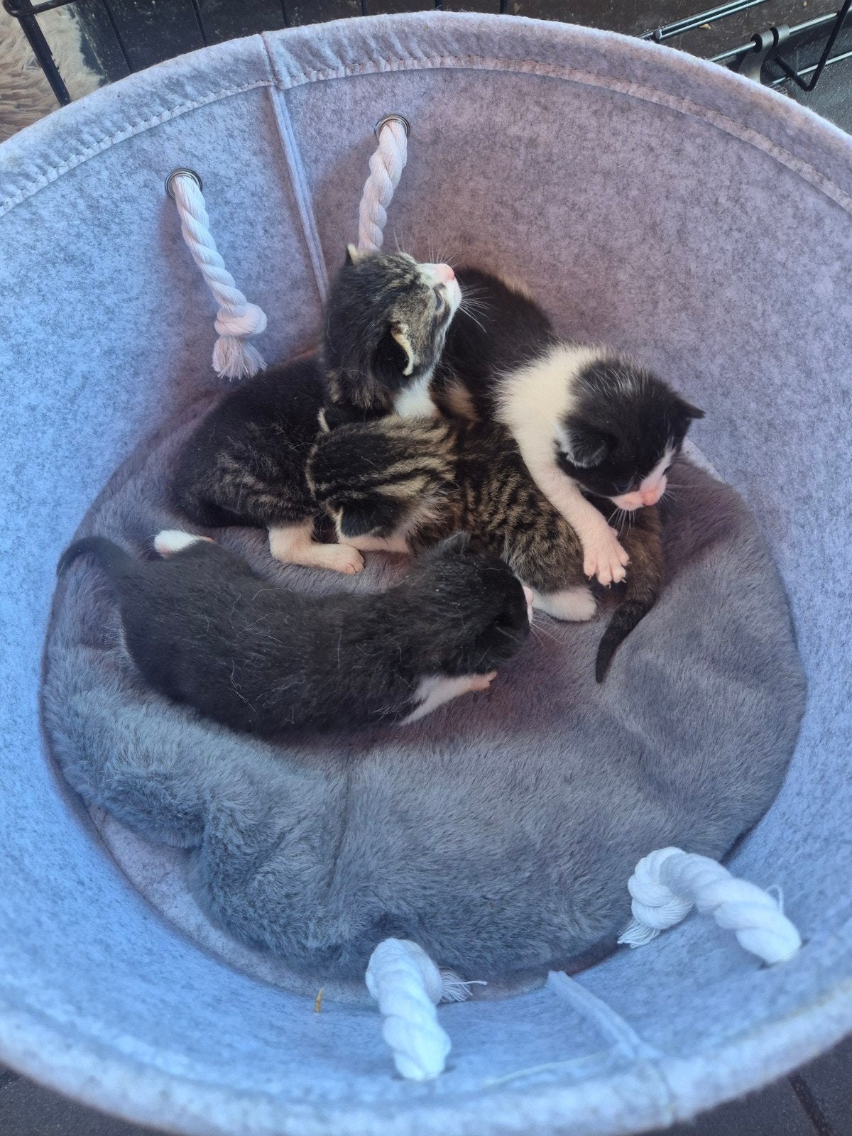 4 kittens, Meerdere dieren