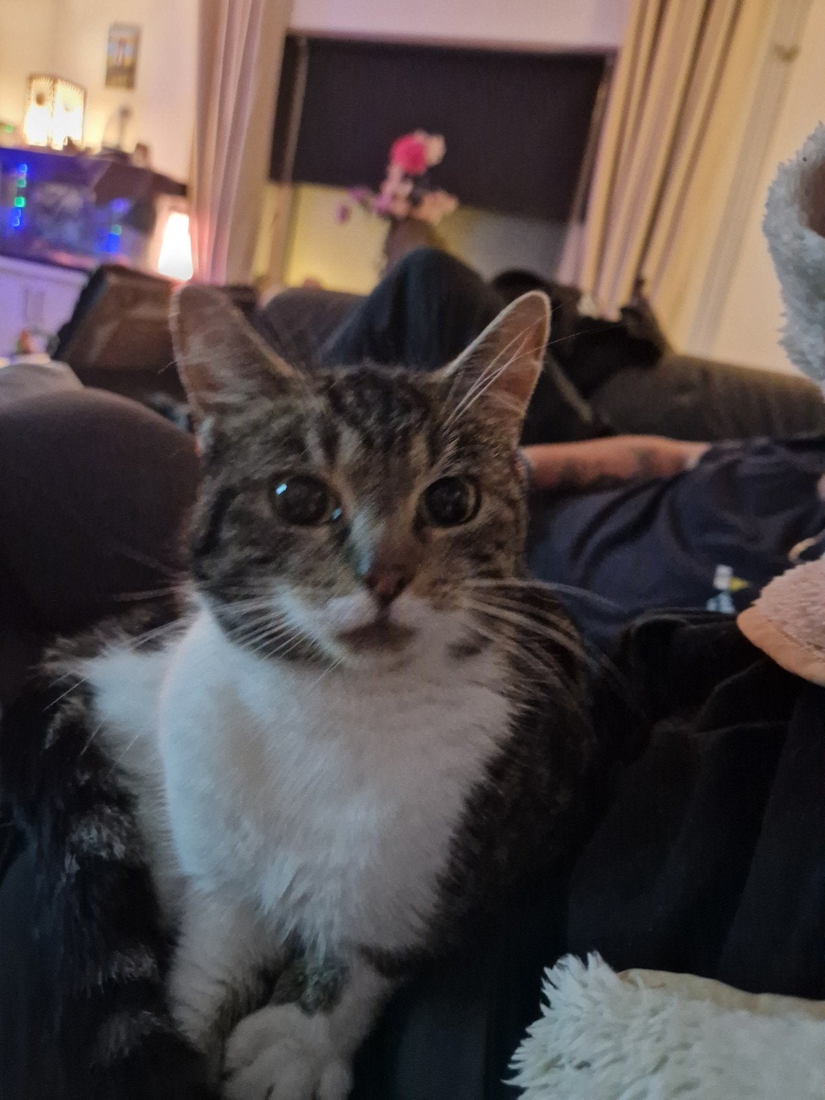 lieve poes, Poes, Kortharig, 3 tot 5 jaar