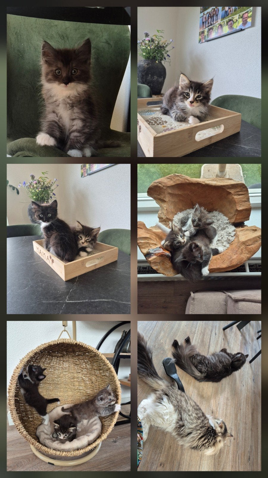 3 super mooie noorseboskat katertjes hypoallergeen, Dieren en Toebehoren, Kater