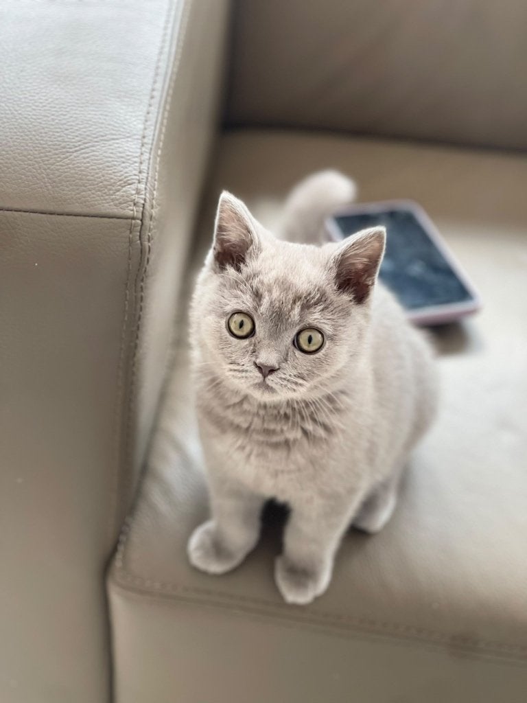 Britshe Korthaar Kater, Dieren en Toebehoren, Katten en Kittens | Raskatten | Korthaar, Kater, Met stamboom, 0 tot 2 jaar