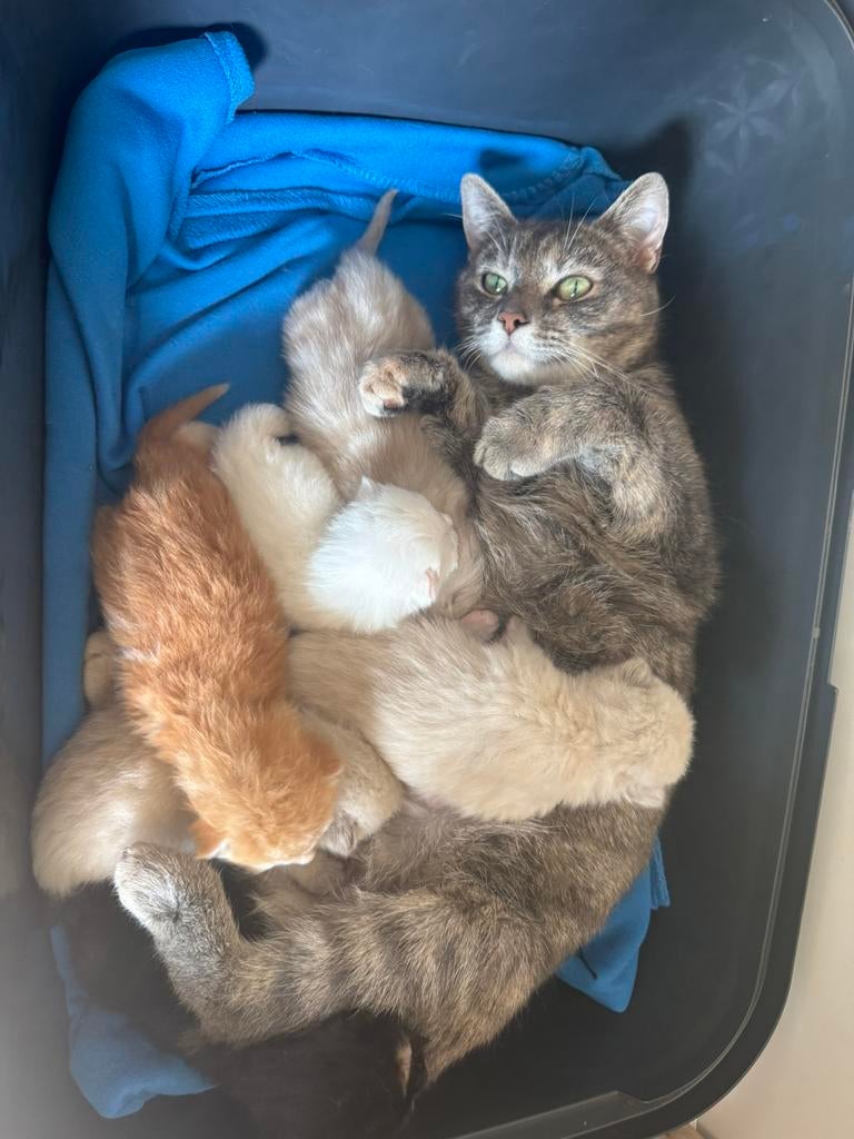 6 Fluffy Half-Ragdoll Kittens for Sale, Dieren en Toebehoren, Katten en Kittens | Raskatten | Langhaar, Meerdere dieren