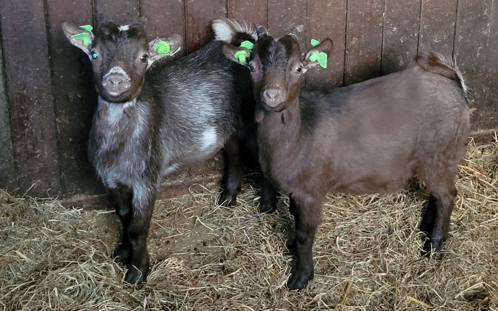2 leuke dwergbokjes!!, Dieren en Toebehoren, Schapen, Geiten en Varkens, Mannelijk, Geit