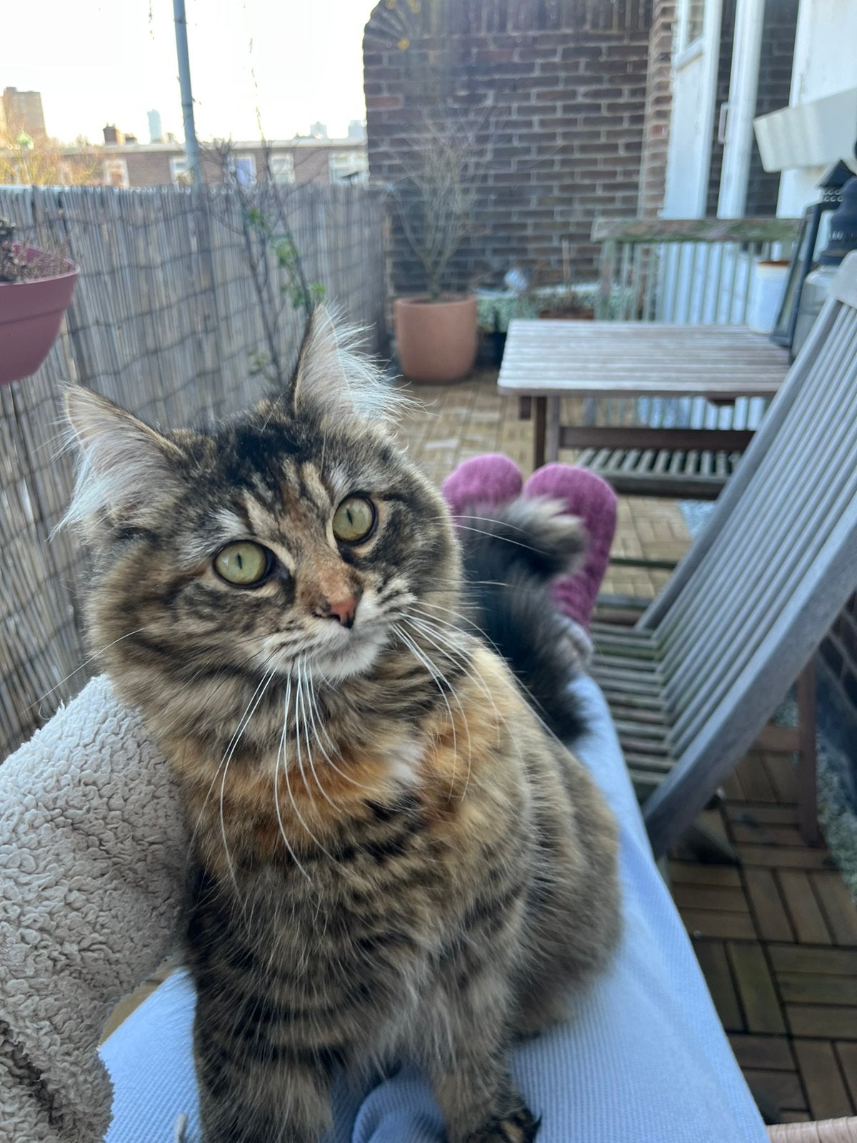 Super lieve poes van 1,5 jaar (deels Maine Coon), Poes, 0 tot 2 jaar